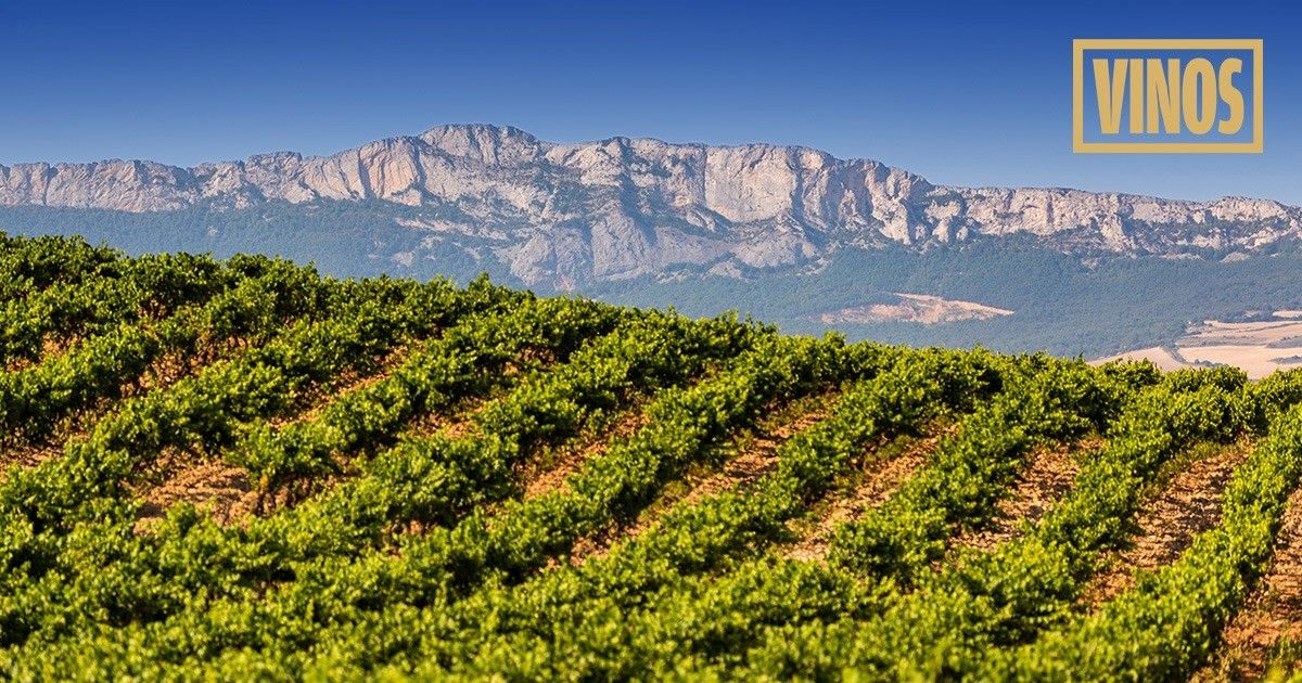 Weine aus Binissalem kaufen Spanien-Spezialist - | Mallorca VINOS, DOP