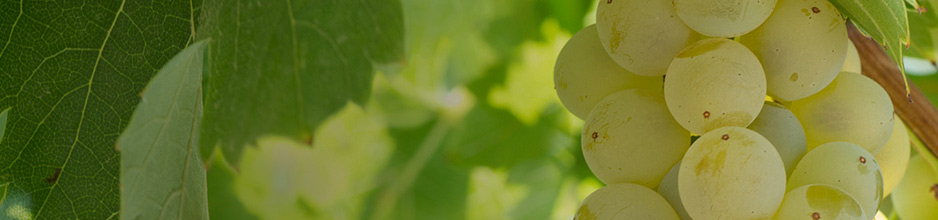 Weißweine aus Mallorca - Vi de la terra Mallorca kaufen bei VINOS